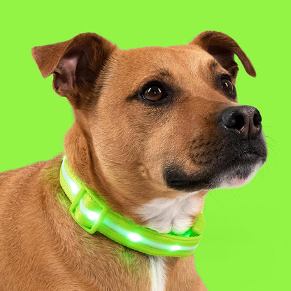Light up Dog Collar - the Original LED Dog Collar - USB Rechargeable - Waterproof - 1,000 Feet of Visibility - Dog Collar Light for Small, Medium, Large Dogs - US Brand